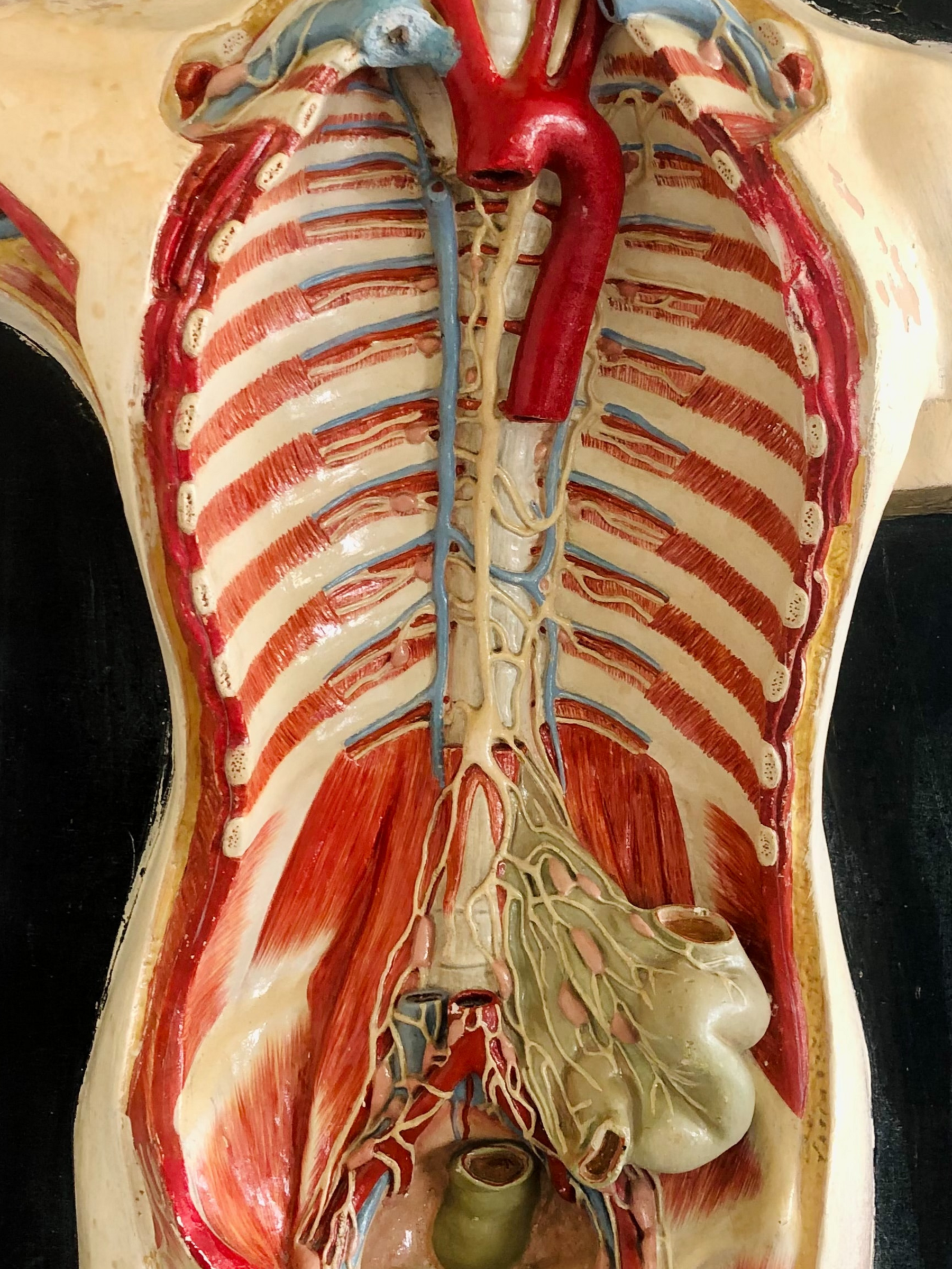 partial anatomy of the human torso