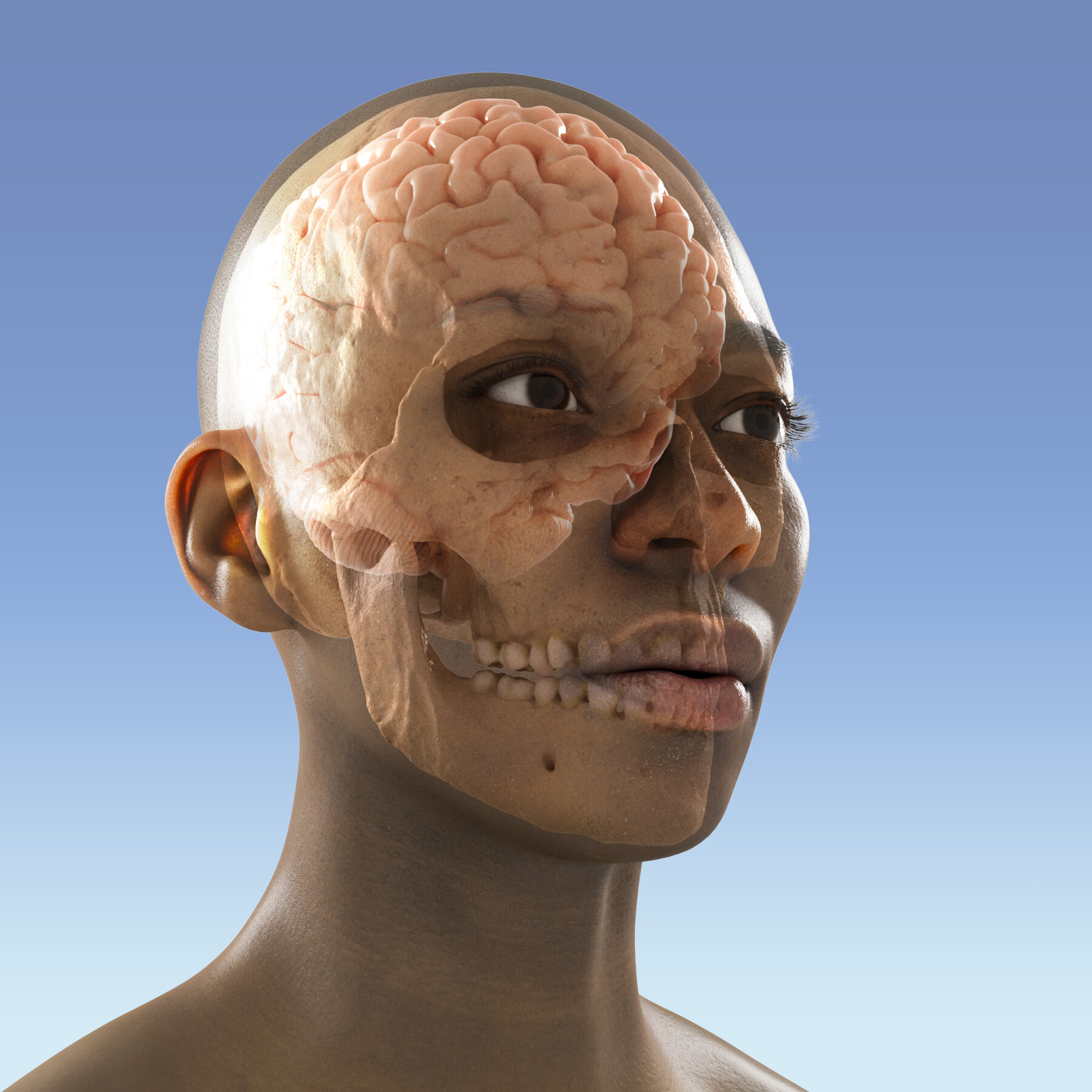 a human head with the brain and part of the skeleton visible